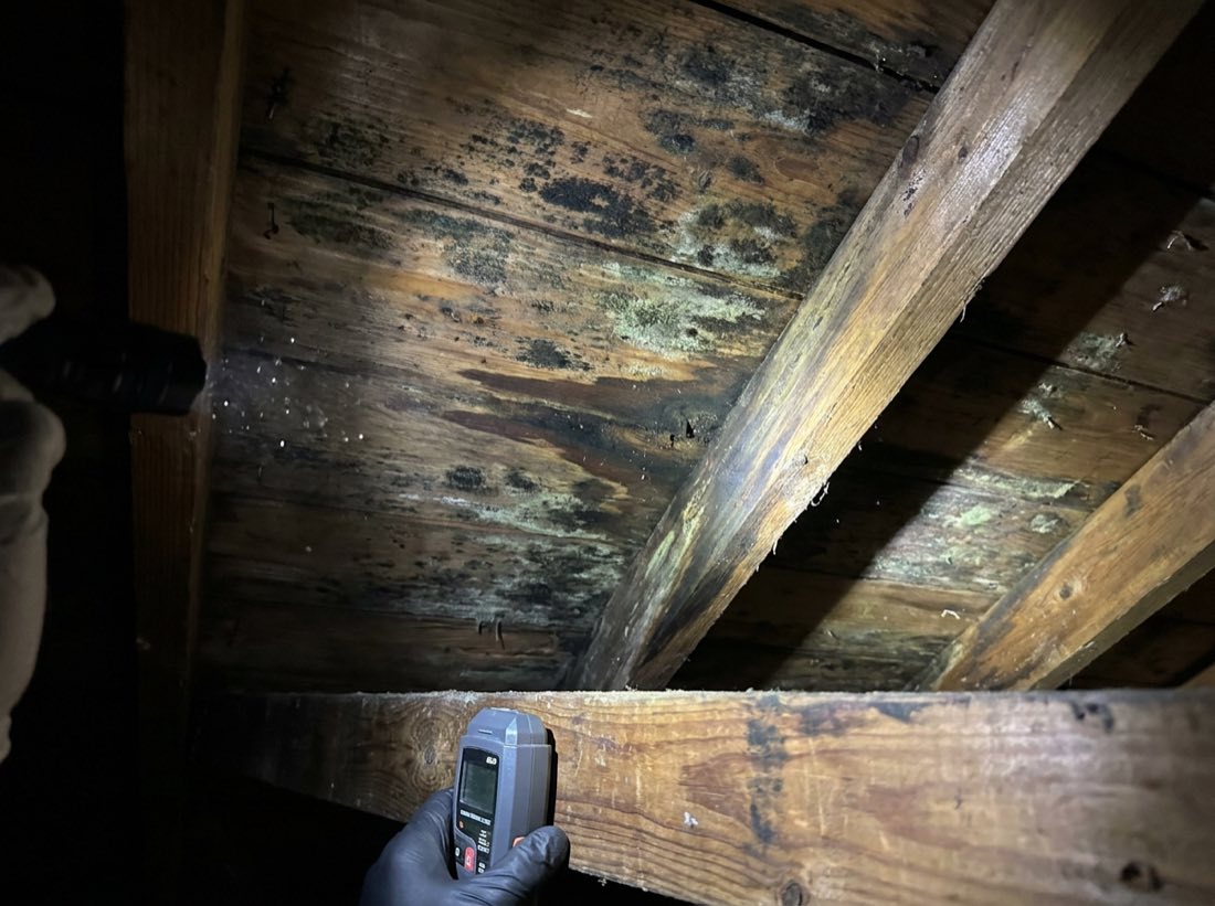 Black and green mold spreading on attic sheathing